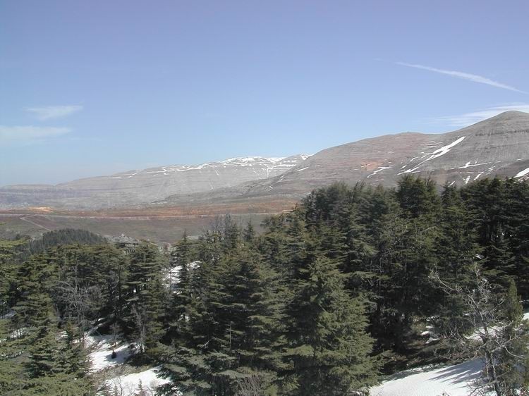 Tannourine cedars